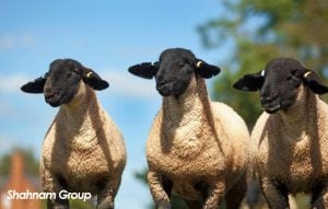 گوسفند نژاد سافولک (Suffolk)